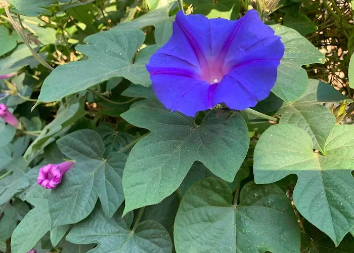 Maison De La Marina Piscine *